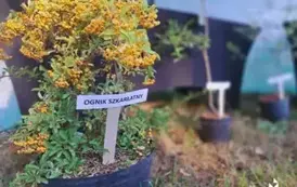 Spotkanie otwarte z mieszkańcami &ndash; zarządzanie obecnością dzikich zwierząt w Milan&oacute;wku 1