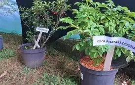 Spotkanie otwarte z mieszkańcami &ndash; zarządzanie obecnością dzikich zwierząt w Milan&oacute;wku 8