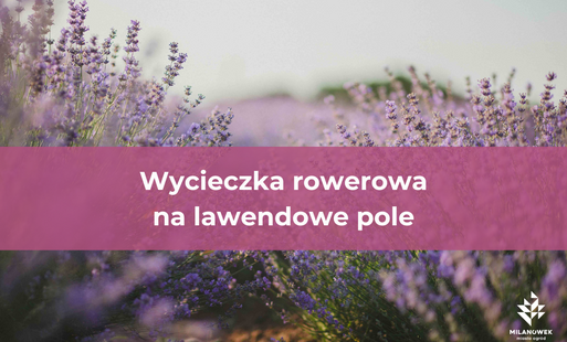 lawenda