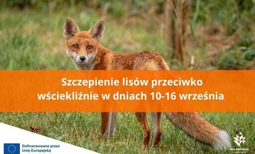 grafika do treści