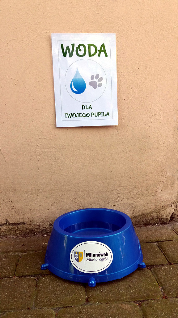 Miska z wodą dla psa przed Urzędem Miasta