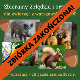 Zbiórka żołędzi i orzechów dla warszawskiego ZOO zakończona! - grafika